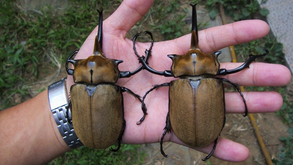 按此在新視窗瀏覽圖片