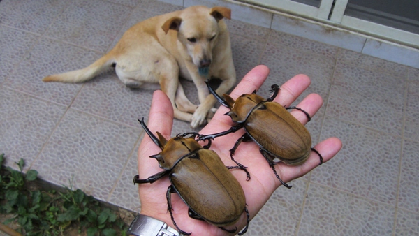 按此在新視窗瀏覽圖片