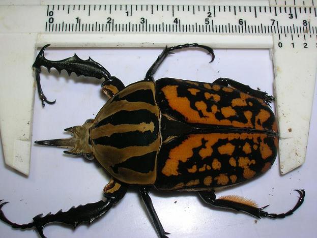 «ö¦¹¦b·sµøµ¡ÂsÄý¹Ï¤ù