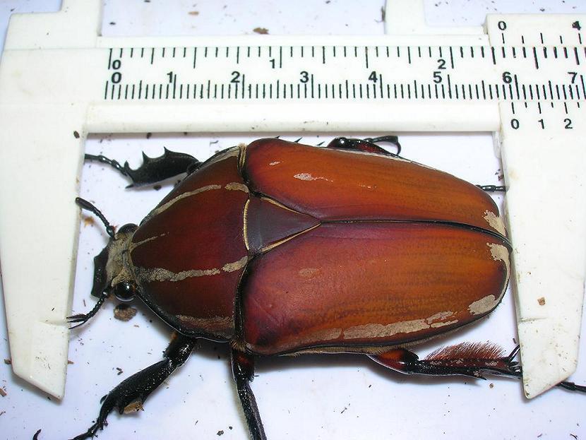 «ö¦¹¦b·sµøµ¡ÂsÄý¹Ï¤ù