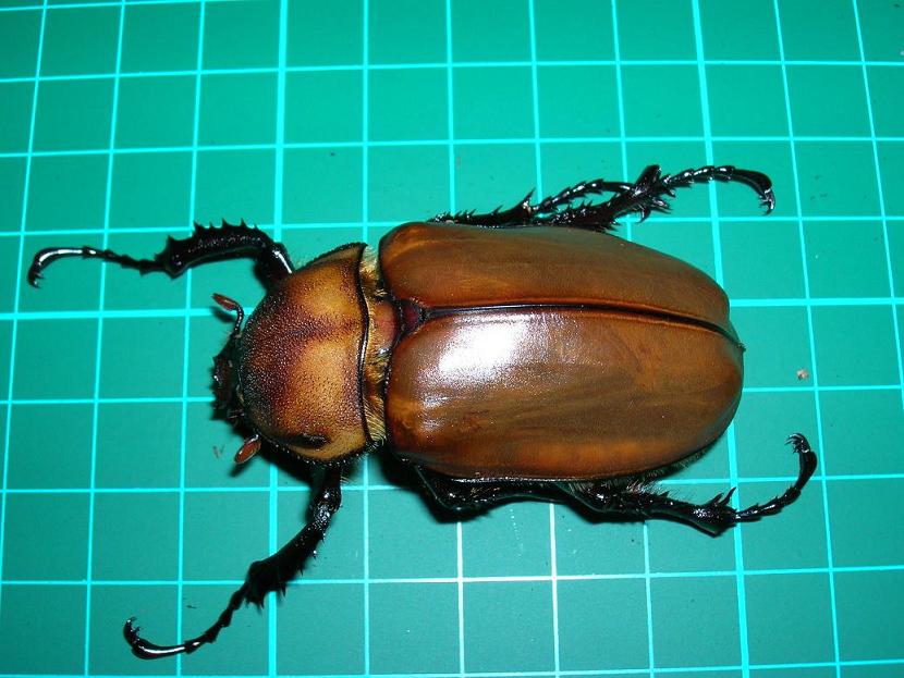 «ö¦¹¦b·sµøµ¡ÂsÄý¹Ï¤ù