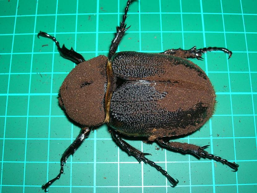 «ö¦¹¦b·sµøµ¡ÂsÄý¹Ï¤ù