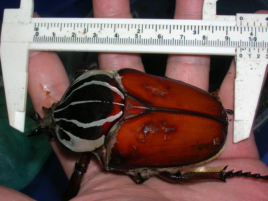 «ö¦¹¦b·sµøµ¡ÂsÄý¹Ï¤ù