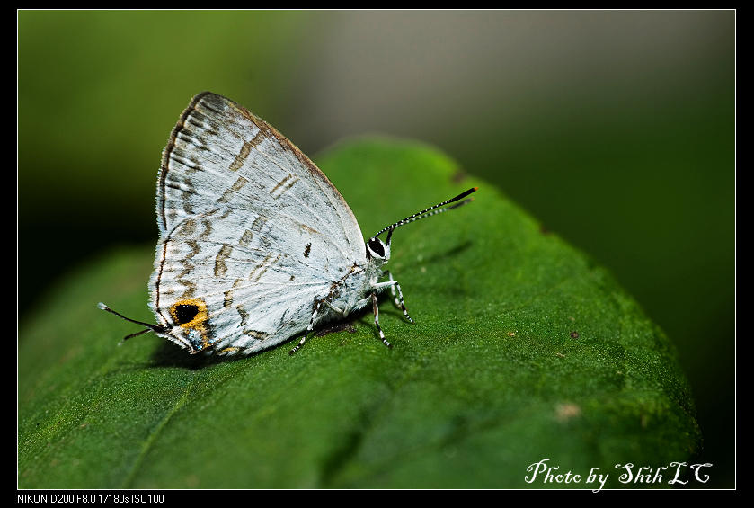 按此在新視窗瀏覽圖片