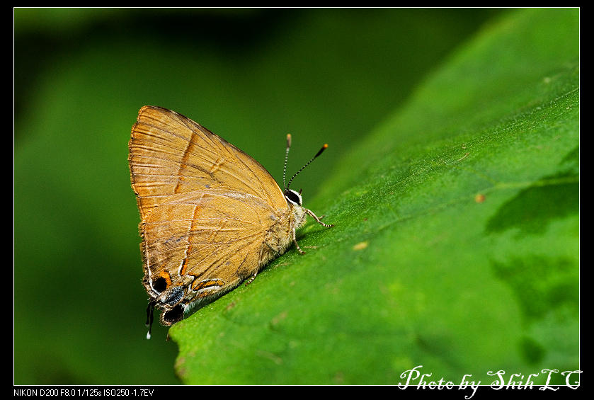 按此在新視窗瀏覽圖片