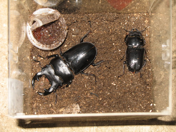 «ö¦¹¦b·sµøµ¡ÂsÄý¹Ï¤ù