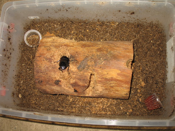 «ö¦¹¦b·sµøµ¡ÂsÄý¹Ï¤ù