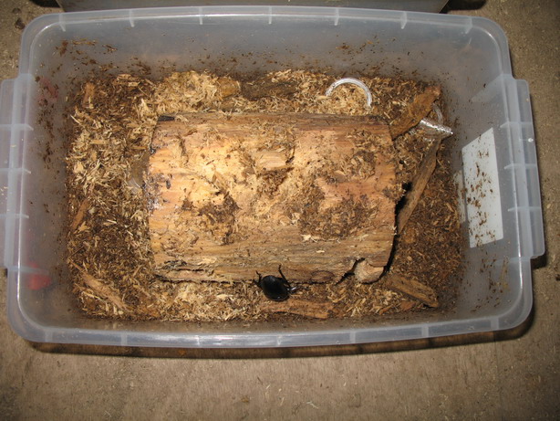 «ö¦¹¦b·sµøµ¡ÂsÄý¹Ï¤ù