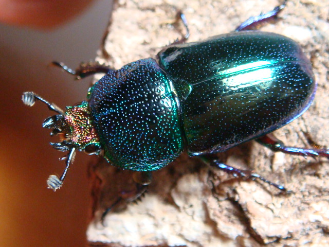 按此在新視窗瀏覽圖片