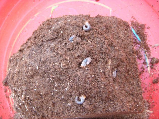 按此在新視窗瀏覽圖片