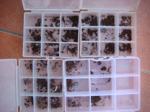 按此在新視窗瀏覽圖片