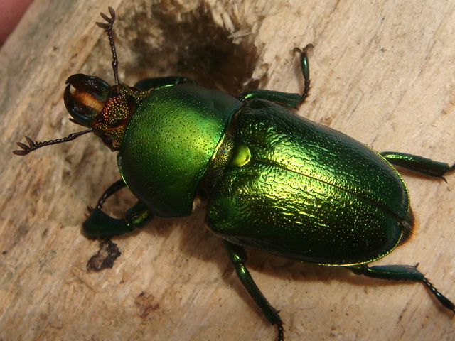 按此在新視窗瀏覽圖片