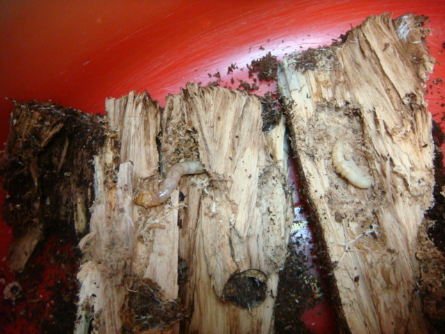 按此在新視窗瀏覽圖片