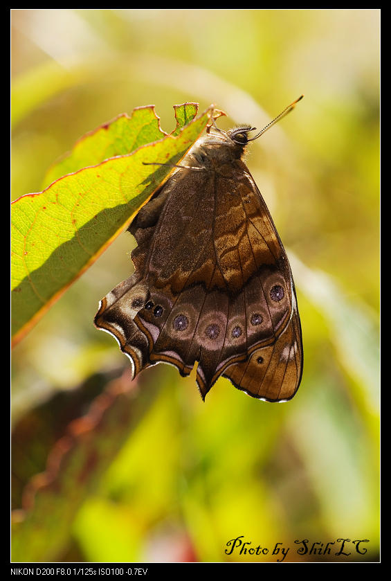 按此在新視窗瀏覽圖片