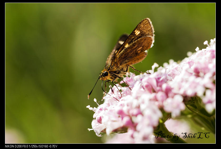 按此在新視窗瀏覽圖片