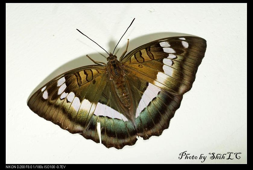 按此在新視窗瀏覽圖片