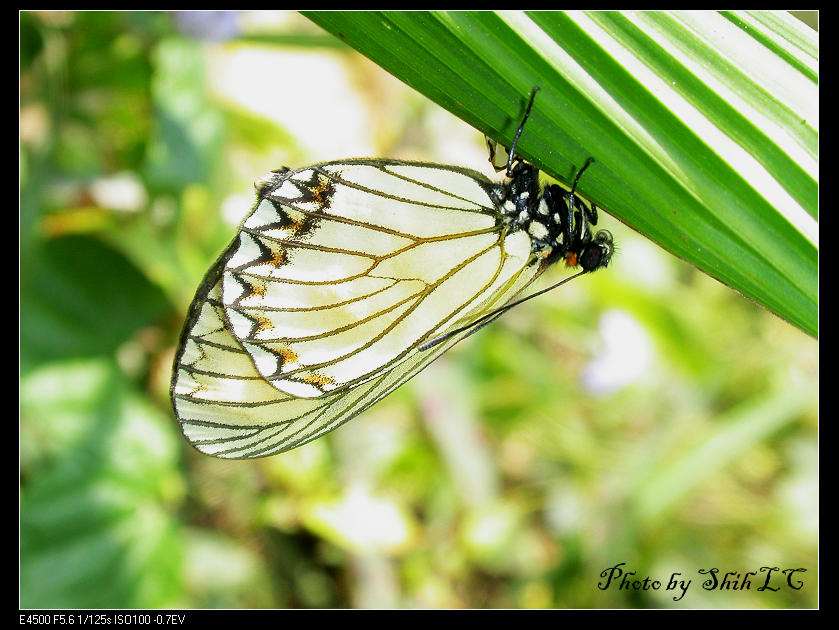 按此在新視窗瀏覽圖片