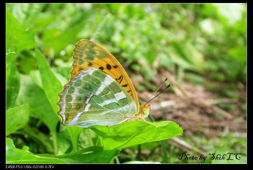 按此在新視窗瀏覽圖片