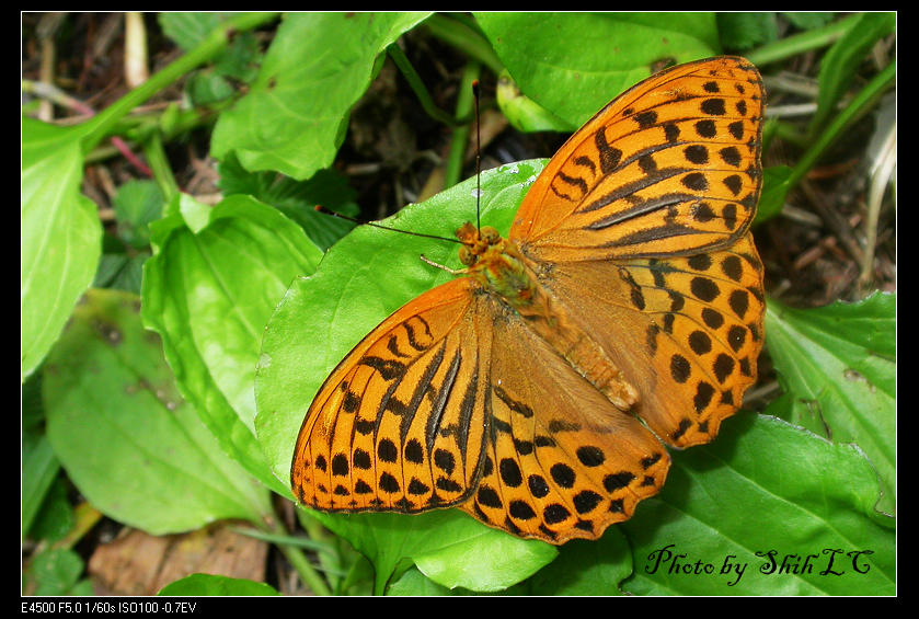 按此在新視窗瀏覽圖片