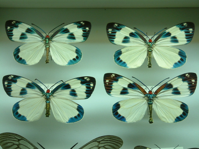 按此在新視窗瀏覽圖片