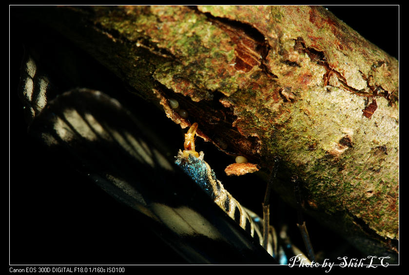 按此在新視窗瀏覽圖片