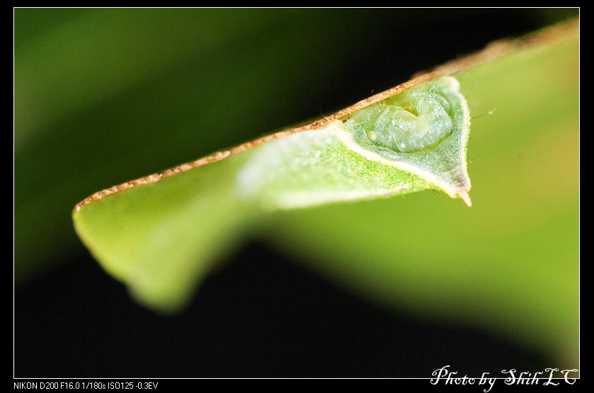 按此在新視窗瀏覽圖片