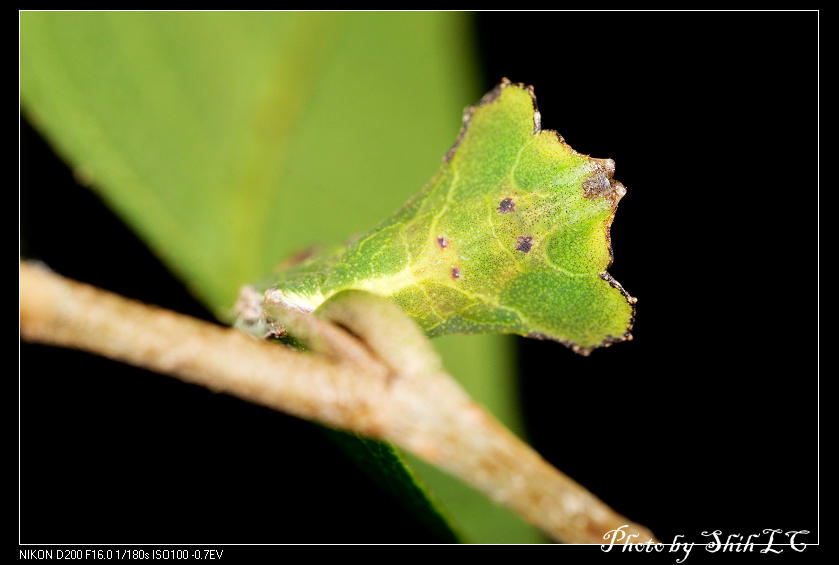 按此在新視窗瀏覽圖片