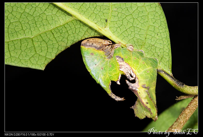 按此在新視窗瀏覽圖片