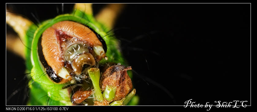 按此在新視窗瀏覽圖片