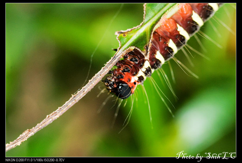 按此在新視窗瀏覽圖片