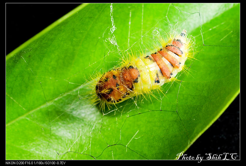 按此在新視窗瀏覽圖片