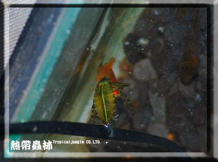 按此在新視窗瀏覽圖片