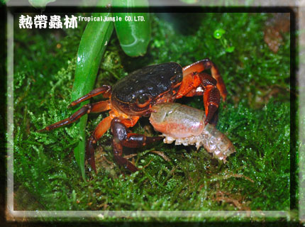 按此在新視窗瀏覽圖片