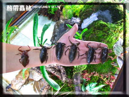 按此在新視窗瀏覽圖片