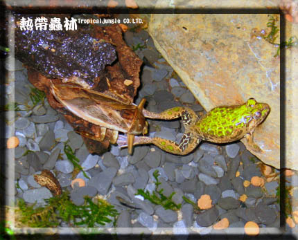 «ö¦¹¦b·sµøµ¡ÂsÄý¹Ï¤ù