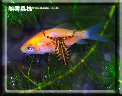 «ö¦¹¦b·sµøµ¡ÂsÄý¹Ï¤ù