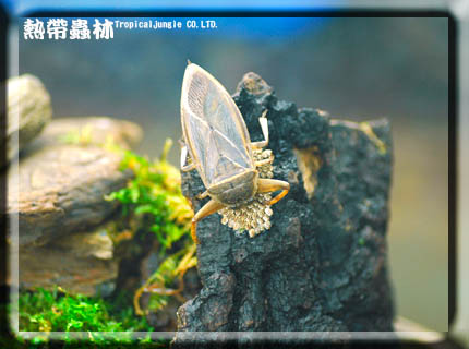 «ö¦¹¦b·sµøµ¡ÂsÄý¹Ï¤ù