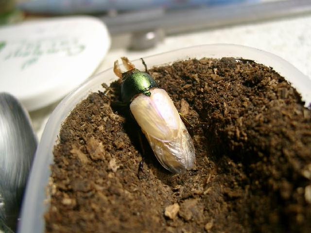 按此在新視窗瀏覽圖片