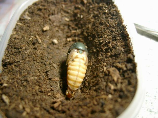 按此在新視窗瀏覽圖片