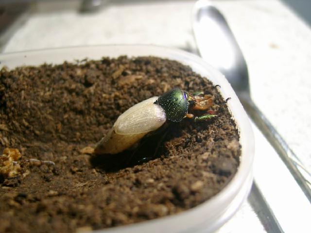 按此在新視窗瀏覽圖片