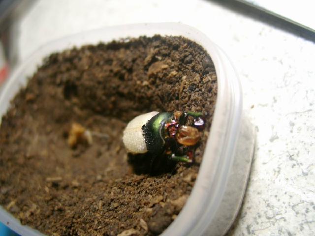 按此在新視窗瀏覽圖片