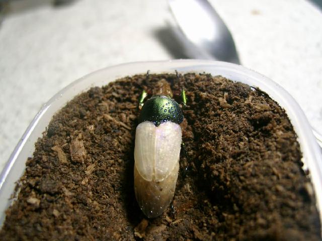 按此在新視窗瀏覽圖片