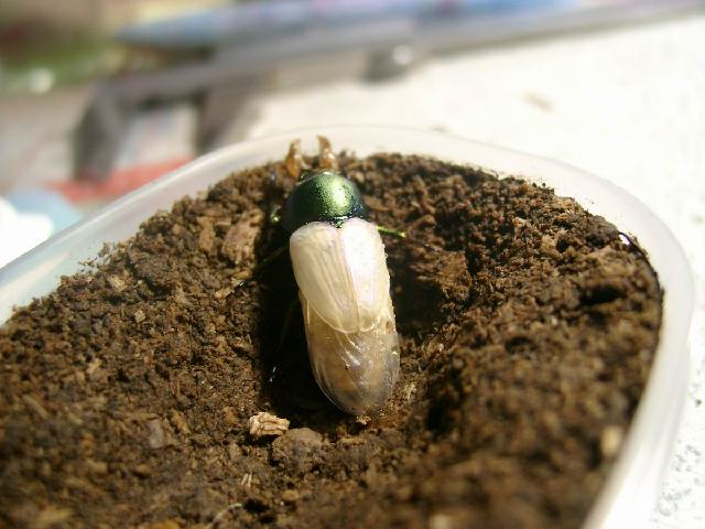 按此在新視窗瀏覽圖片