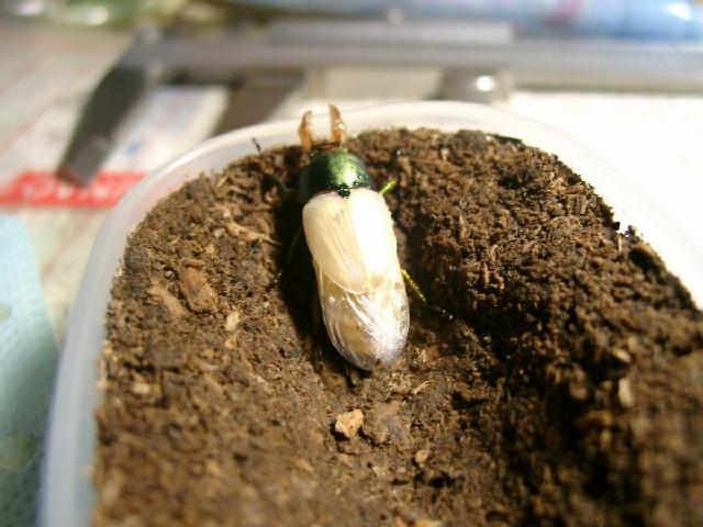 按此在新視窗瀏覽圖片