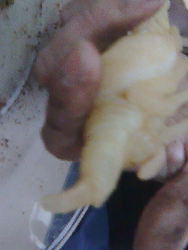 按此在新視窗瀏覽圖片