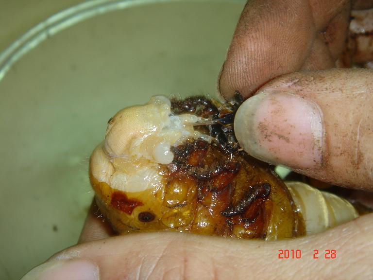 按此在新視窗瀏覽圖片