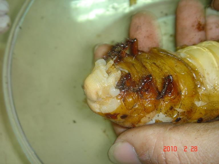 按此在新視窗瀏覽圖片