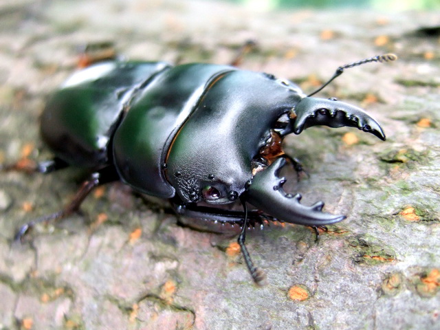 «ö¦¹¦b·sµøµ¡ÂsÄý¹Ï¤ù