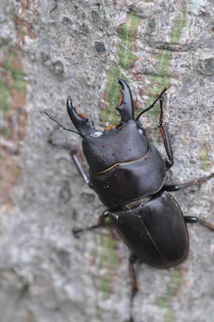 «ö¦¹¦b·sµøµ¡ÂsÄý¹Ï¤ù