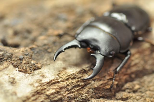 «ö¦¹¦b·sµøµ¡ÂsÄý¹Ï¤ù